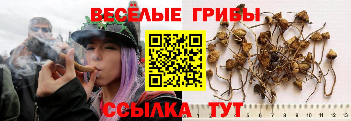 Псилоцибиновые грибы Psilocybine cubensis Елизово